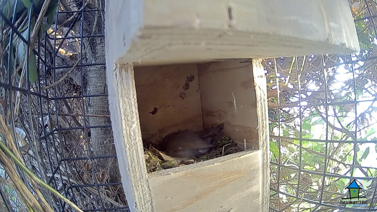 05 04 2019 Roodborst bouwt nest