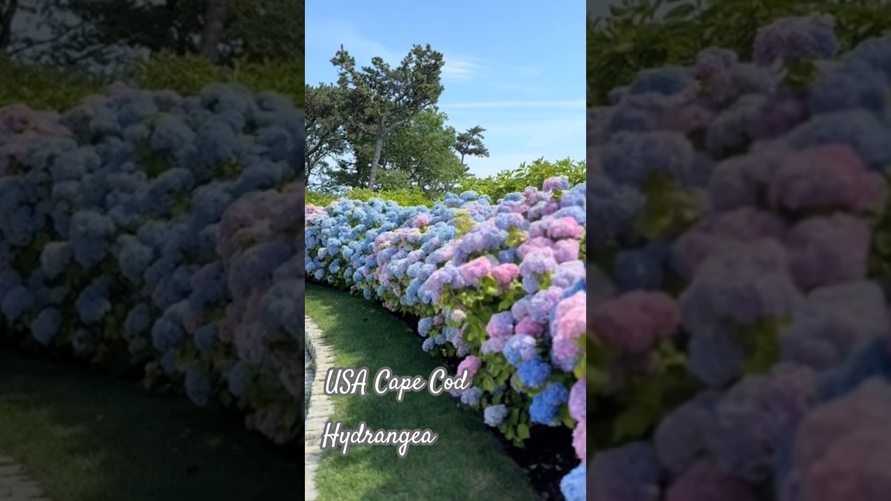 best hydrangeas in the world #hydrangea#hortensia#гортензия#гортензия#garden#flowers#сад