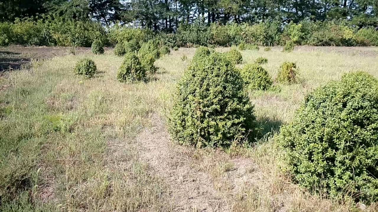Самшит формированный | Plante.md