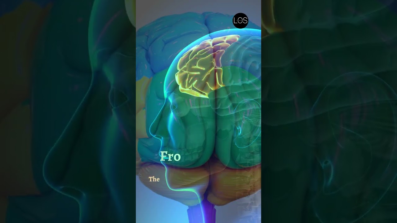 Lobes of Brain| Control and Coordination Class 10 Biology #shorts