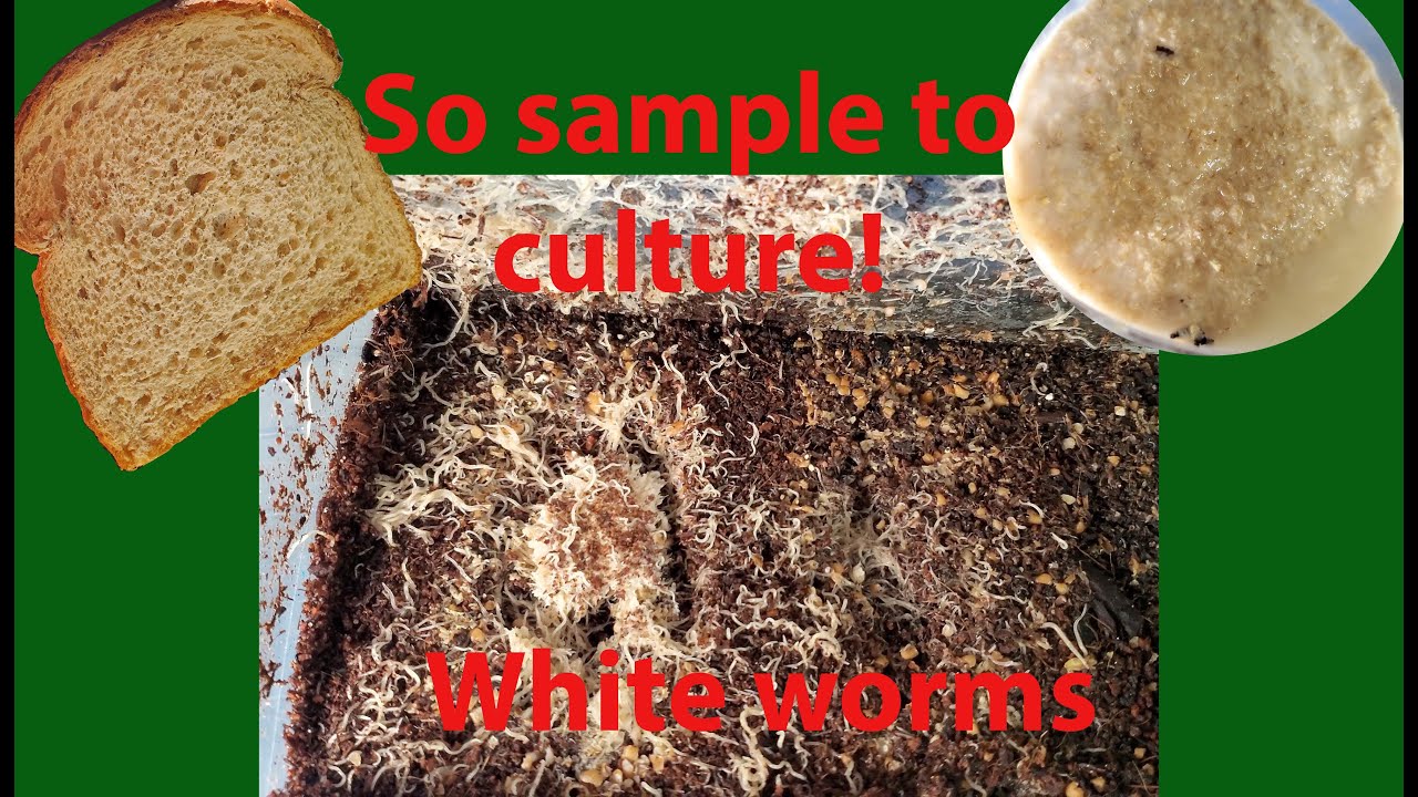 Live Culture: How to culture using White Worms your old Walter worm culture.