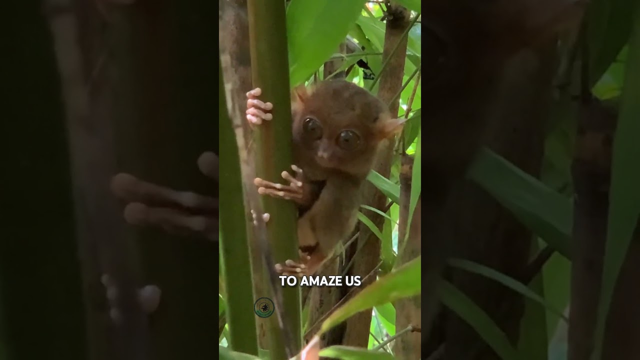 Did You Know? Philippine Tarsiers Rotate Heads 180