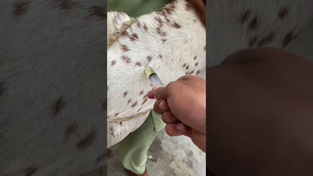 Bakri ko teeka lgaa dia #shorts #500k #shortvideo #injection #goat
