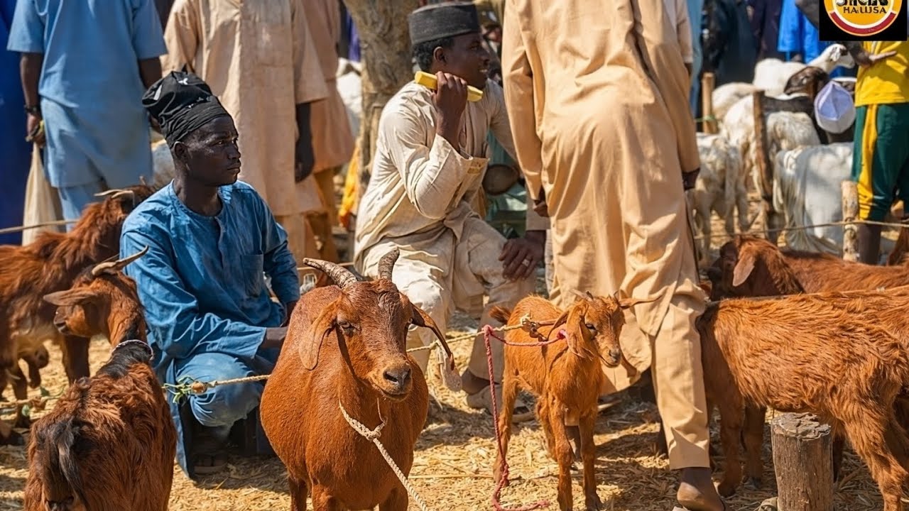 Beyond Kiru Market 🇳🇬 Africa Farm Settlements Sustaining Generations.