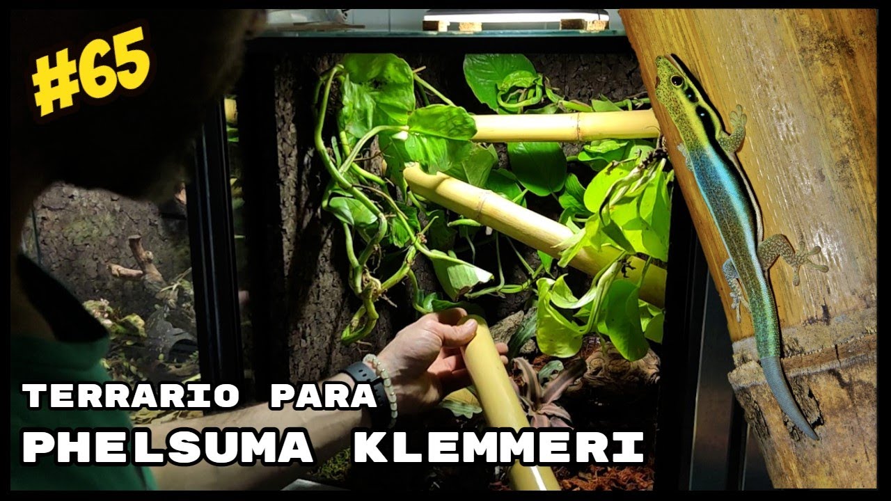 DECORACIÓN DE TERRARIO PARA PHELSUMA KLEMMERI | KANAKY VLOG #65