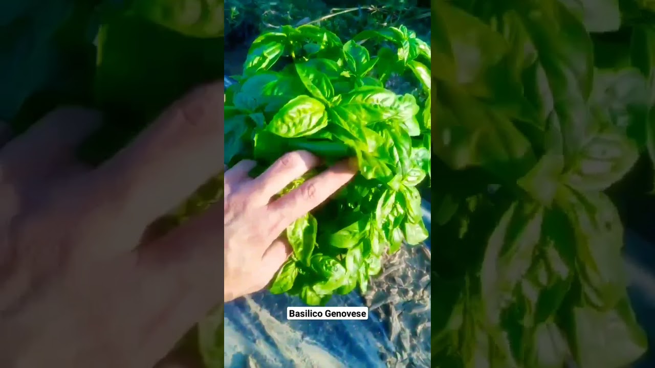 Basilico Genovese / Genoan Basil
