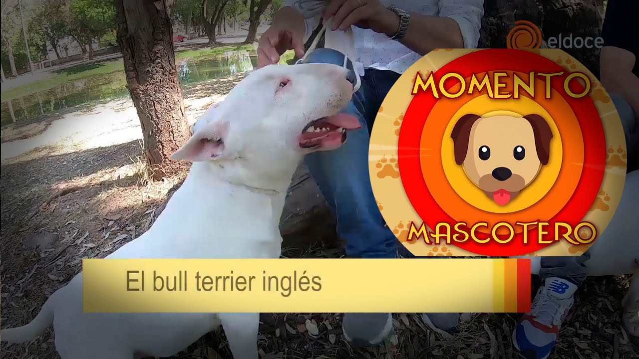 Características de la raza de perros Bull Terrier Inglés