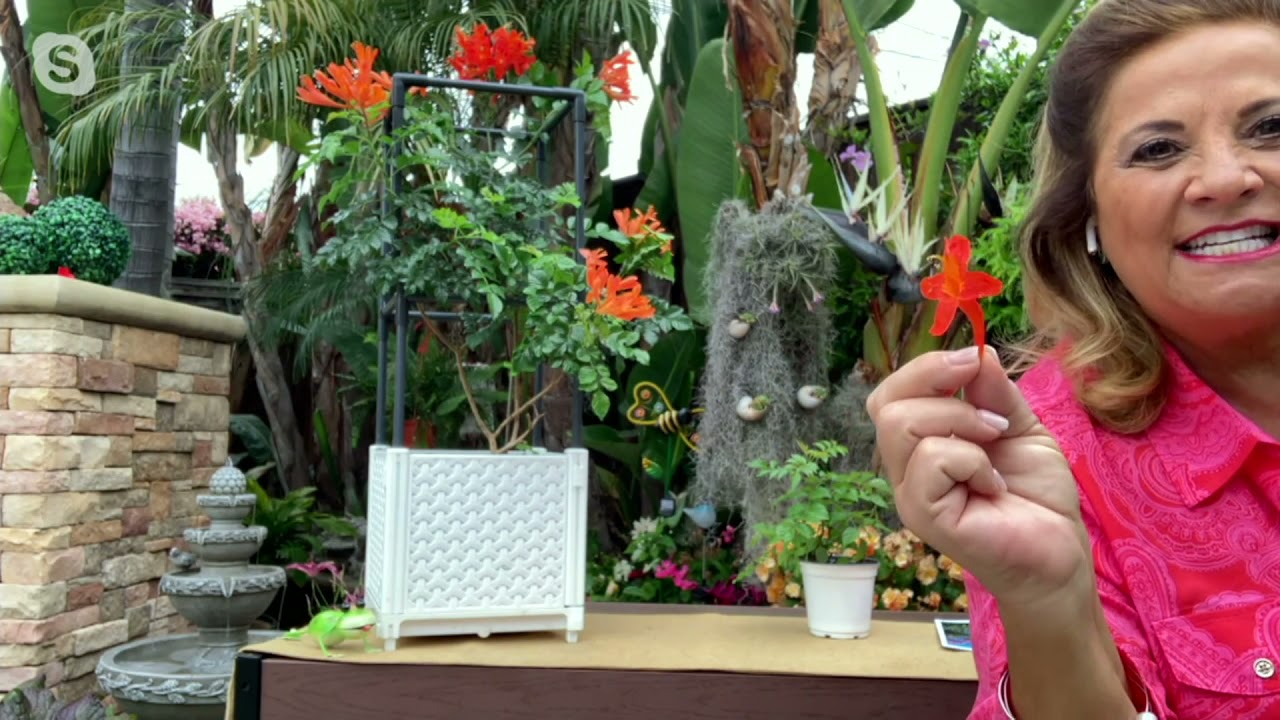 Ultimate Innovations Orange Cape Honeysuckle Live Plant on QVC