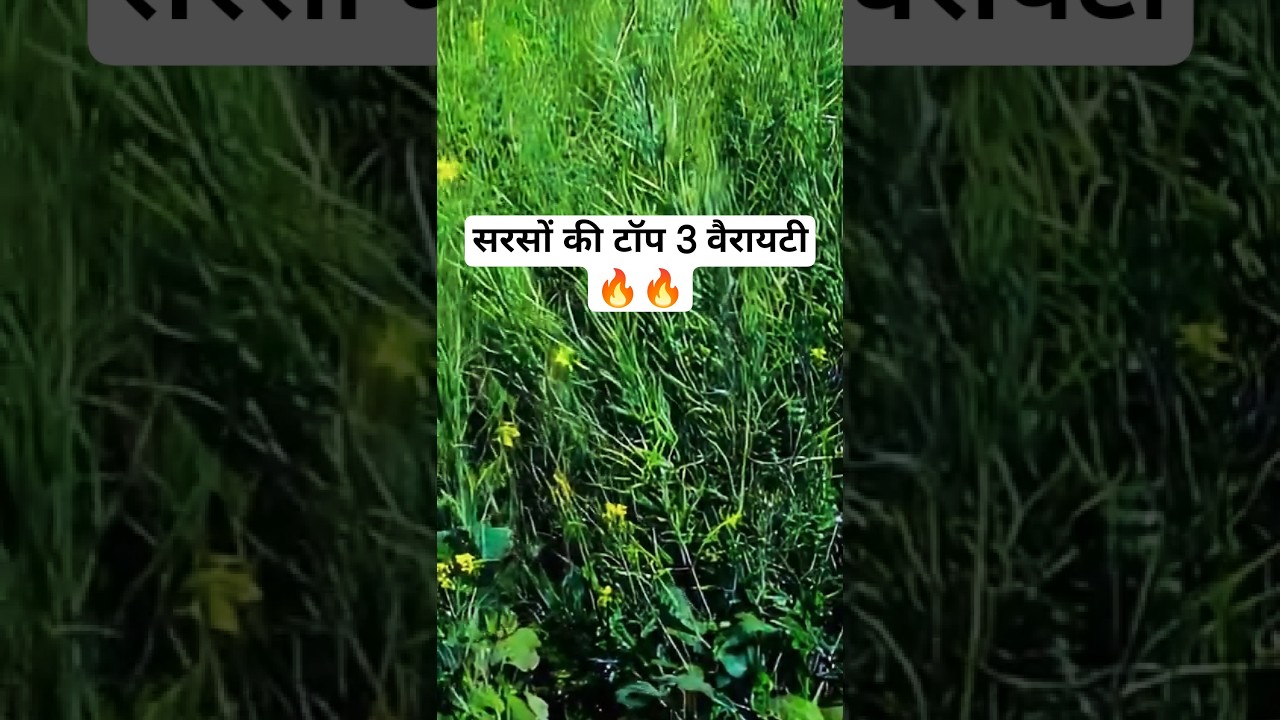 सरसों की टॉप 3 वैरायटी🔥|| Sarso Ki Top Variety 2025 || Sarso Ki Kheti || #viral