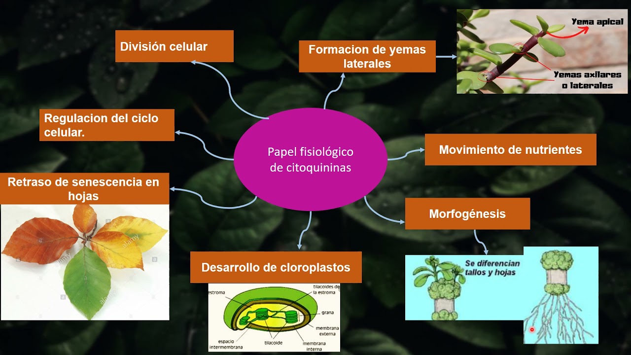 Citoquinina Hormona vegetal