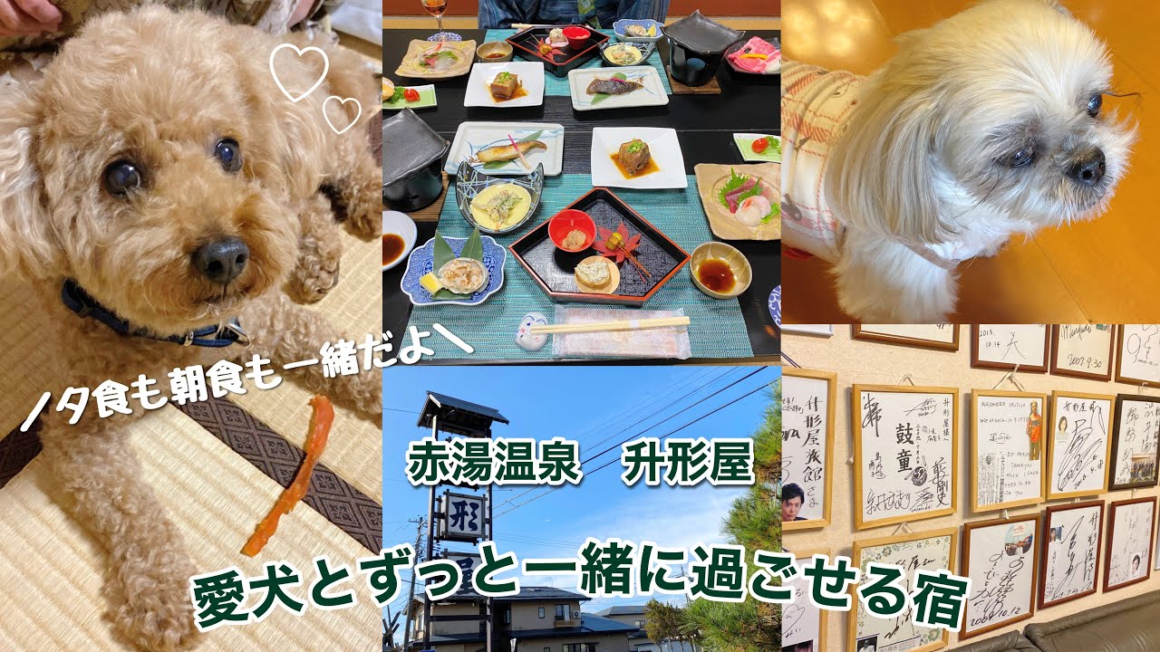 【赤湯温泉 升形屋】愛犬とお食事中もずーっと一緒にいれるお宿へ🐶🍁源泉100%！60度近くある源泉が最高でした♨️