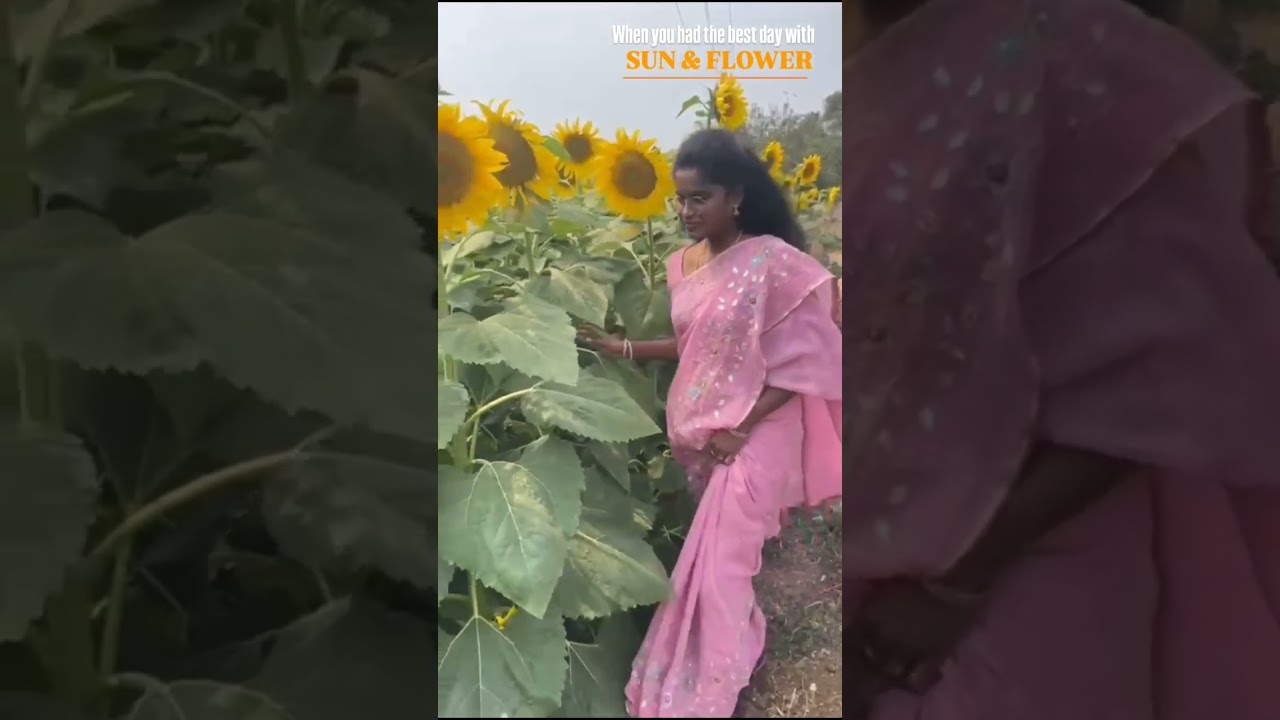 Ala Sunday sunflowers tho🌻🦢🩷✨#Sunflower#sunset#garden#