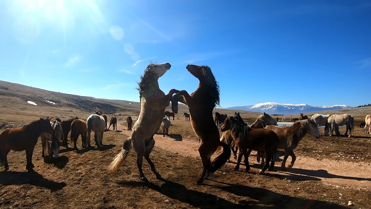 Wild horses of Livno, Bosnia and Herzegovina // Livanjski divlji konji //