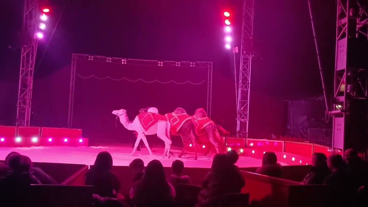 Circo Internazionale Happy Circus a Bari - Parte 11 Gennaio 2024