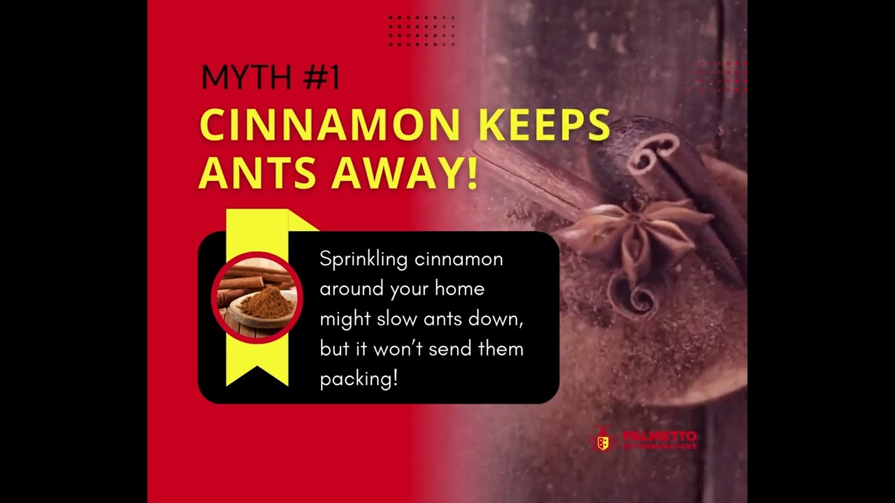 DIY Pest Control Tips