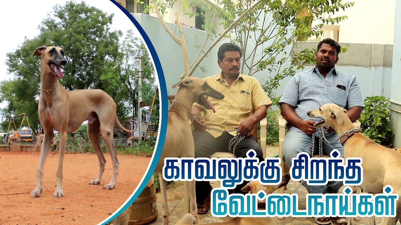காவலுக்கு சிறந்த வேட்டைநாய்கள் | Tamilarin Veera Marabu
