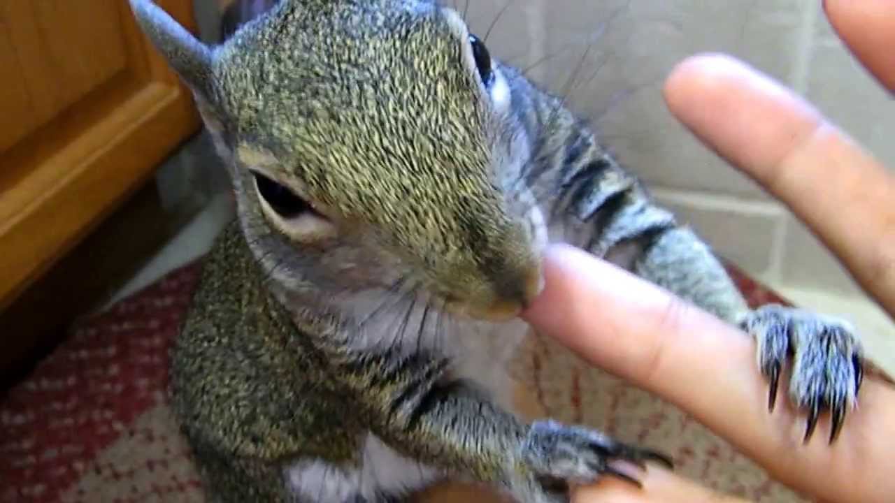 NEWTON GROOMING ME