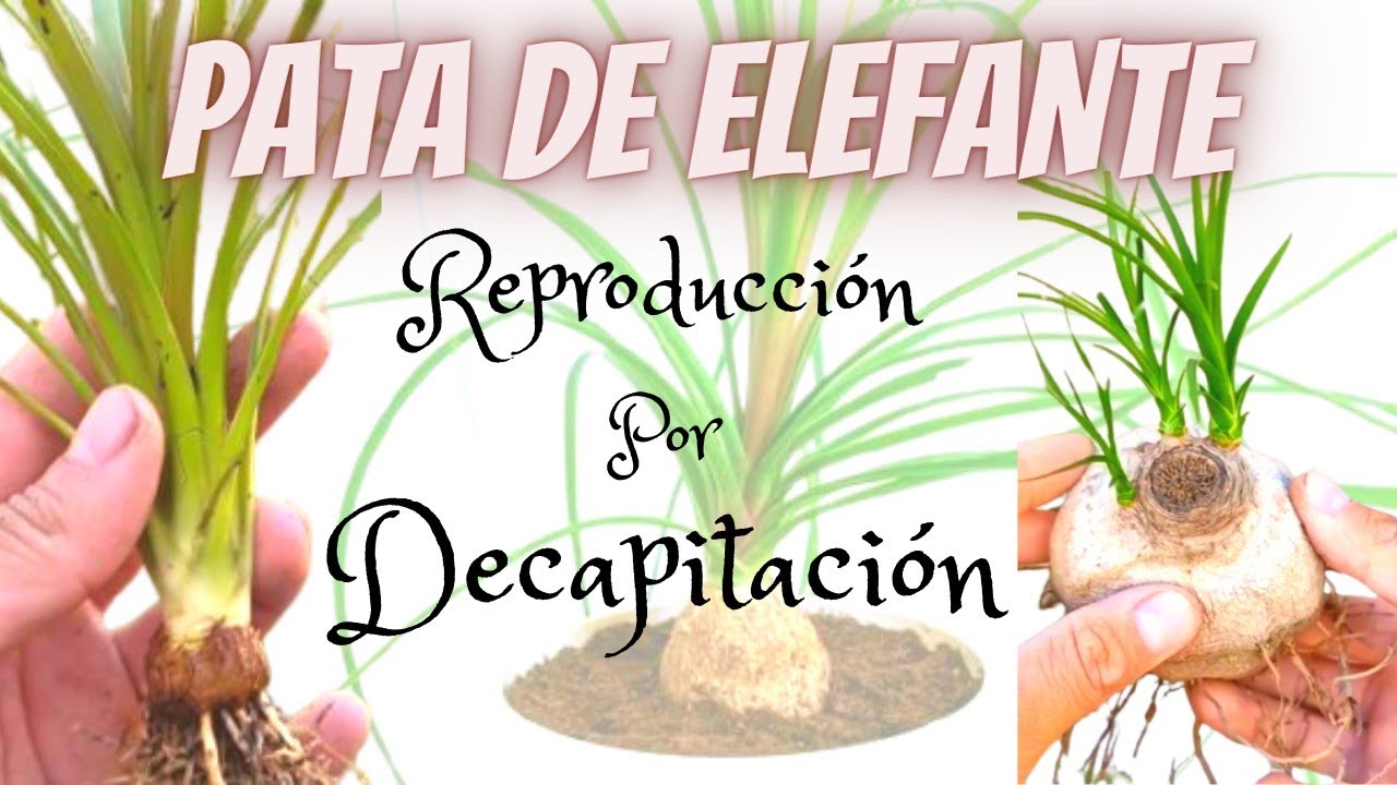 Cómo REPRODUCIR tú Palmera PATA DE ELEFANTE | DECAPITACIÓN | LO QUE NO SABÍAS #palmera #suculentas