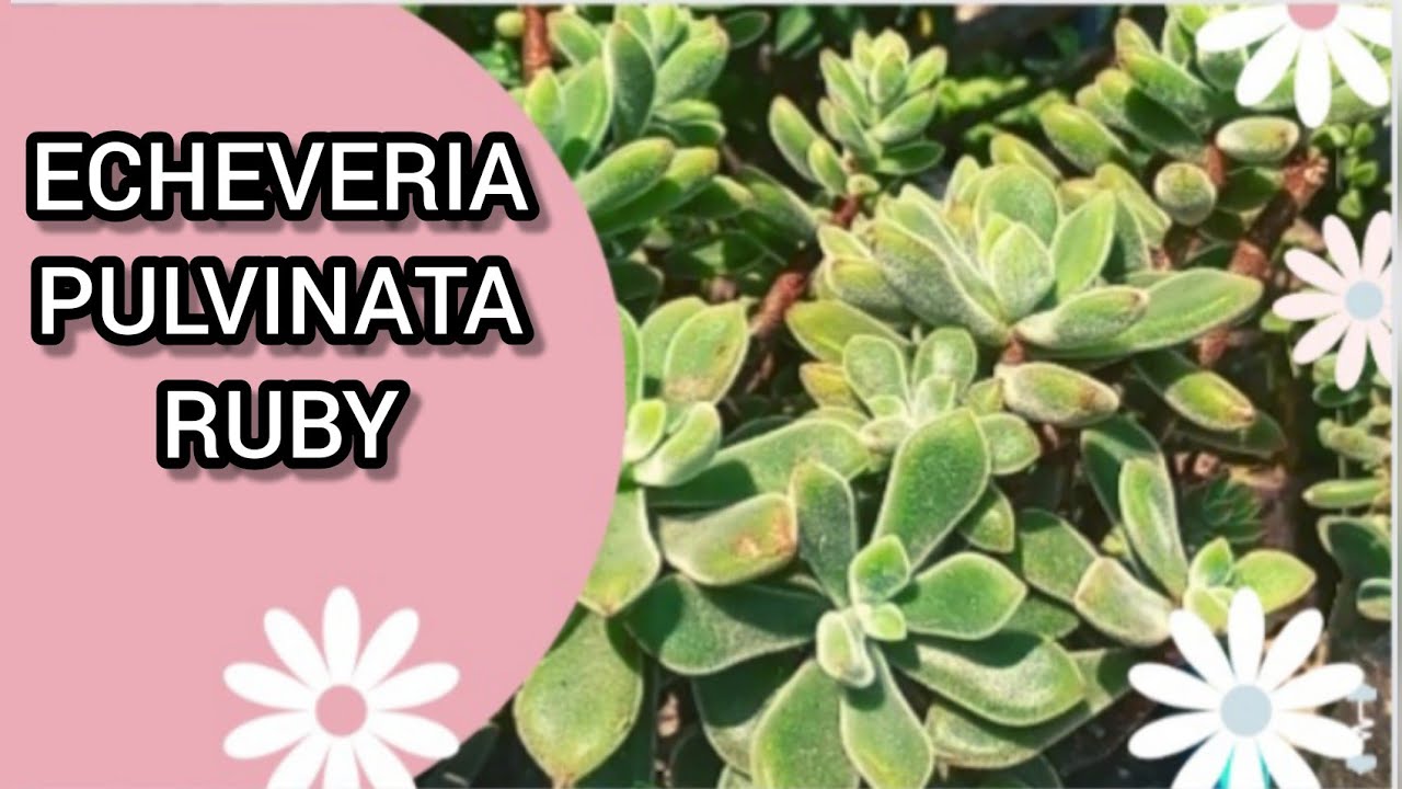 TE LO CUENTO TODO!! Echeveria Pulvinata la SUCULENTA PELUDITA MAS HERMOSA