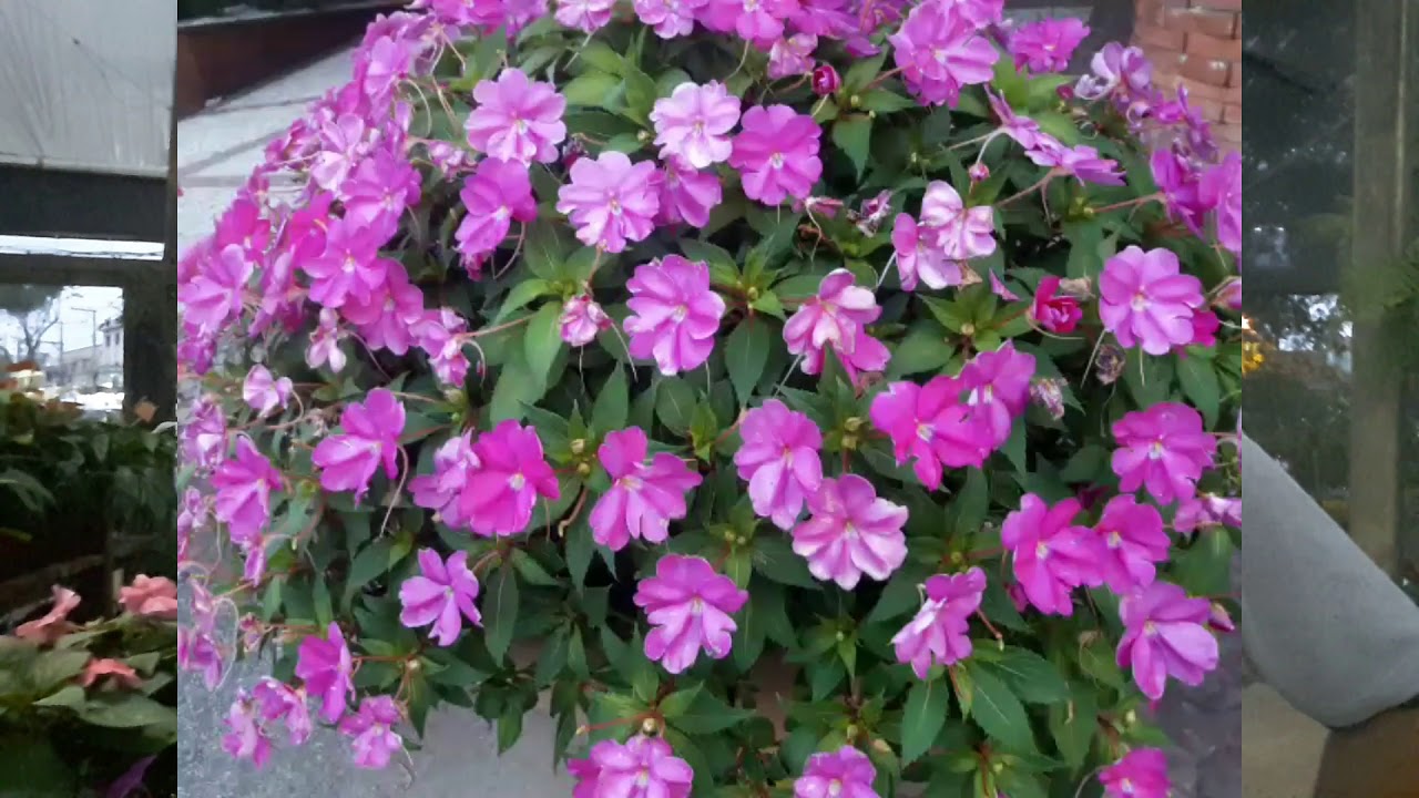 Dicas sobre o Sunpatiens