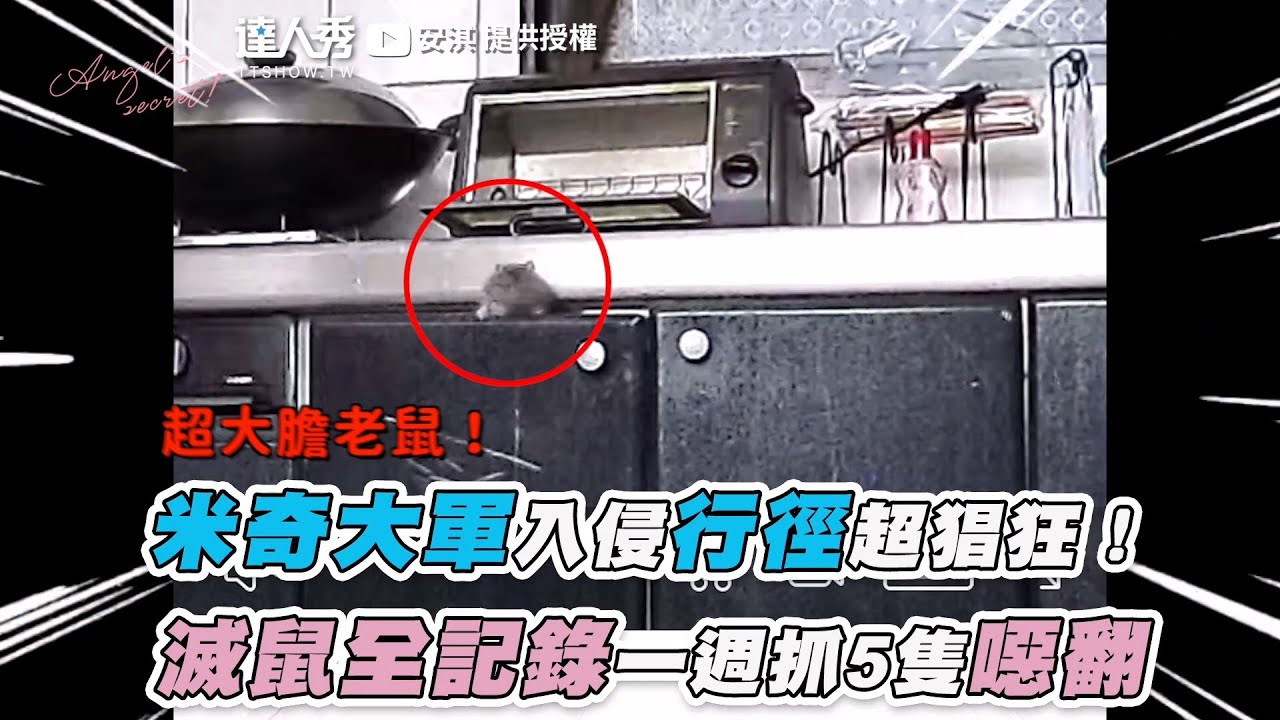 【米奇大軍入侵行徑超猖狂！  滅鼠全記錄一週抓5隻噁翻】｜@angel___chang
