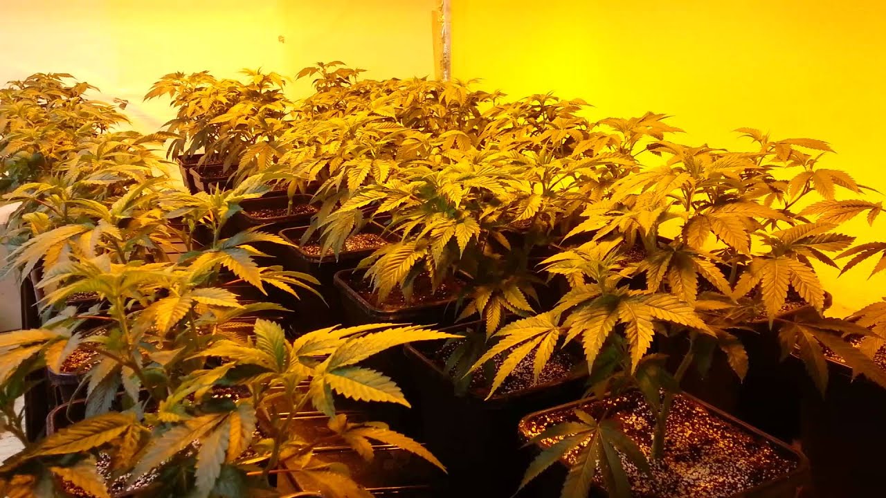 14K Bubba Kush Grow from the Motor City!
