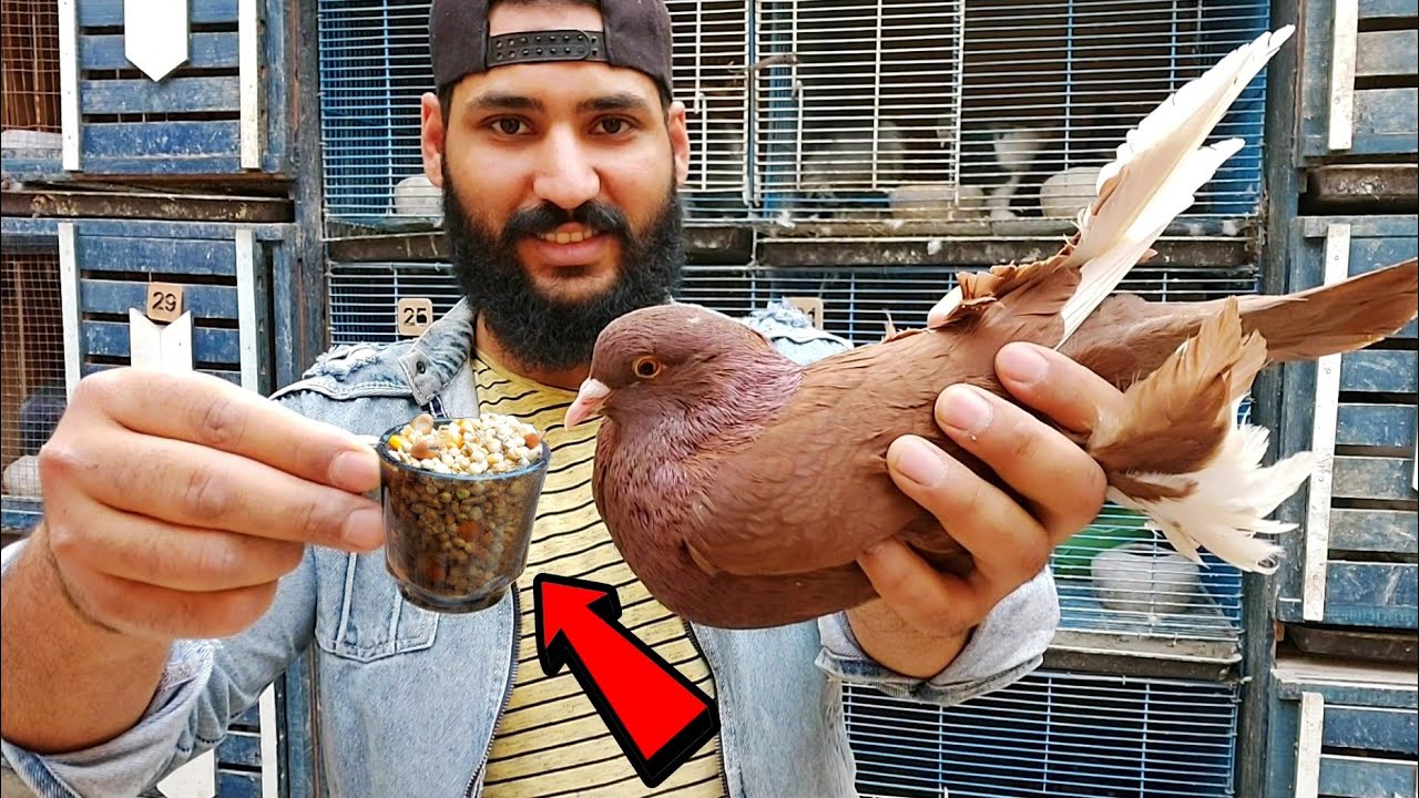 لو مربيتش الحمام كده الحمام هايربيك هوه 😂😂