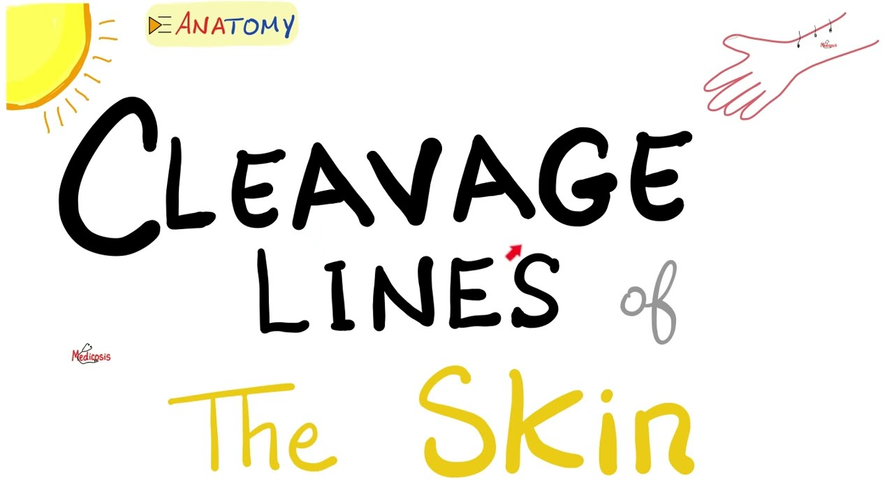 Cleavage Lines of the Skin | Surgical Signifncance | Anatomy Basics