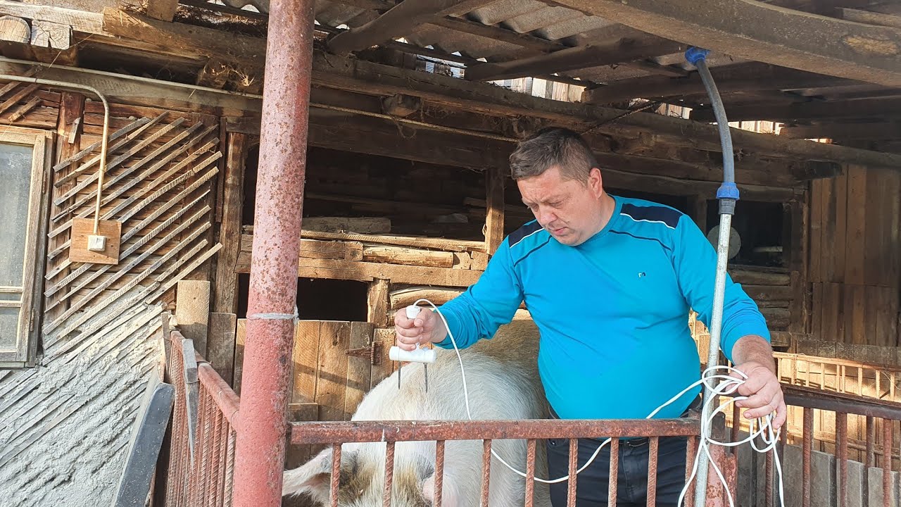 PREZENTARE ASOMATOR PORCI/ CUM SE ASOMEAZĂ CORECT UN PORC