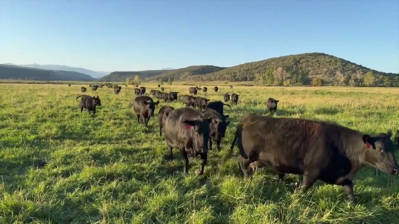 Herd Quitter® Minute - Weaning Weight