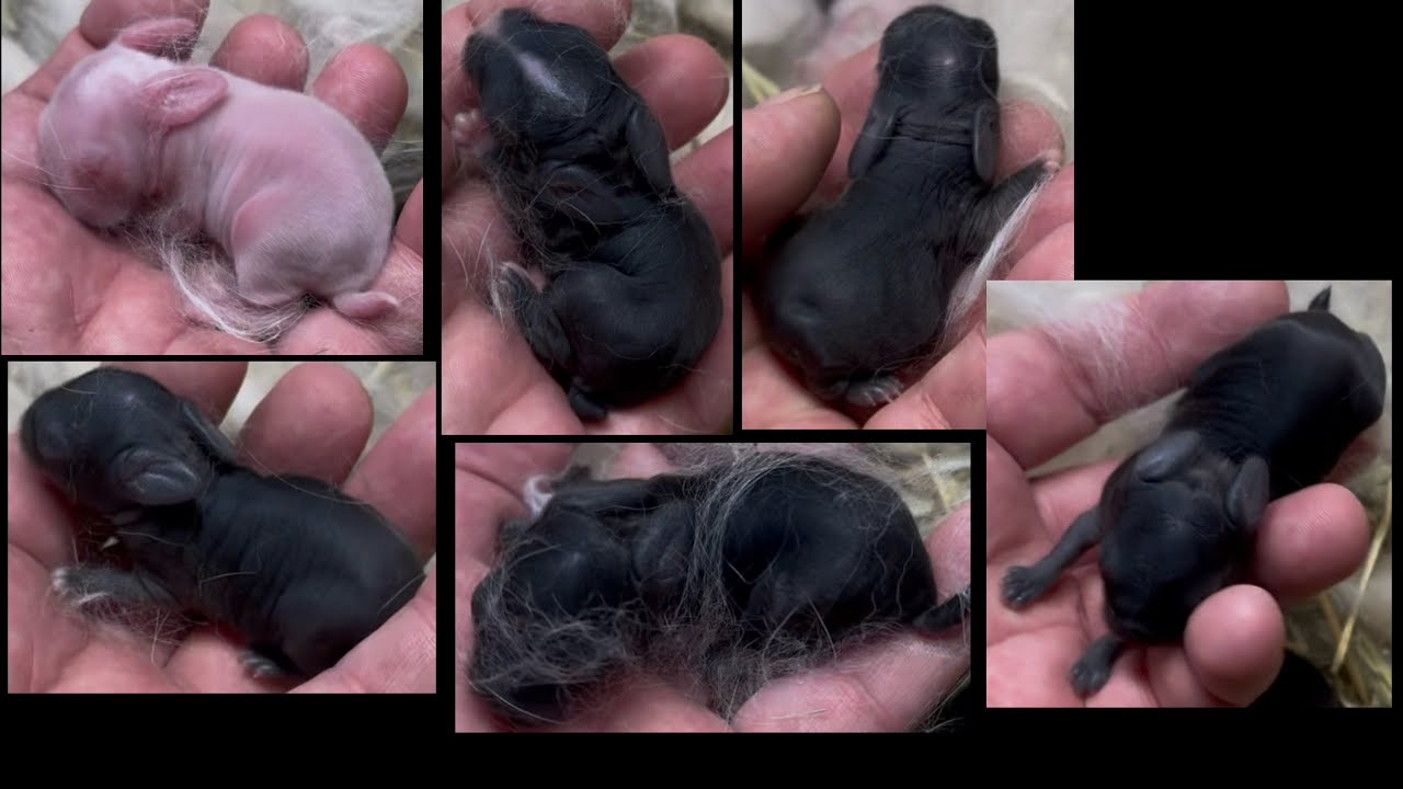 Estelle & CB’S A - Holland Lop Litter 3 Days Old