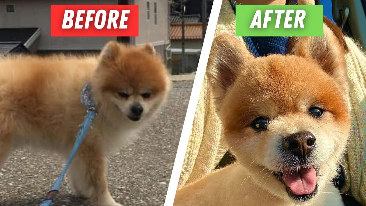 You Will Not Believe This Place Has A Dog Salon Inside It ! Dog Grooming Vlog