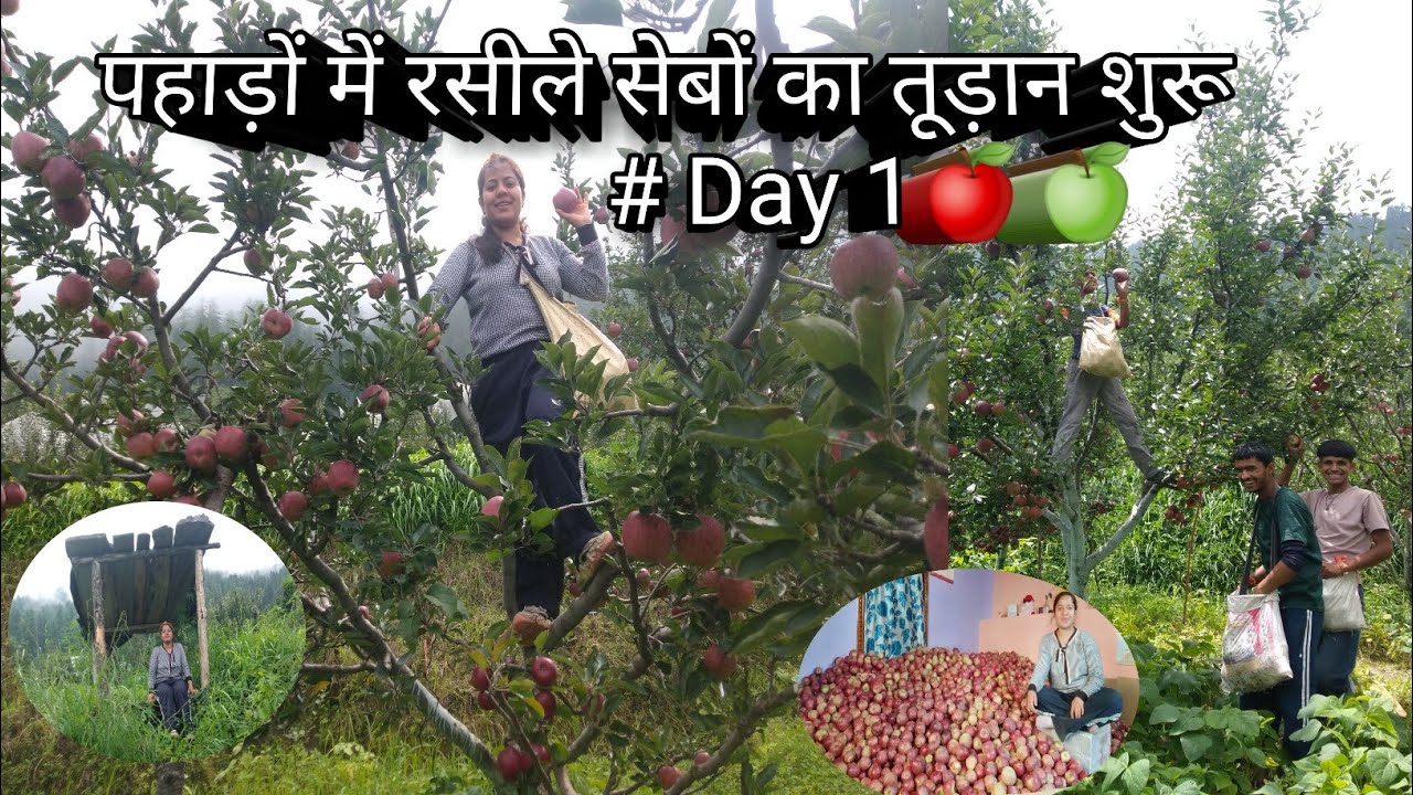 पहाड़ों में रसीले सेबों का तूड़ान शुरू 🍎!! #pahadilifestyle #apple #agriculture #viral #nature #hp 