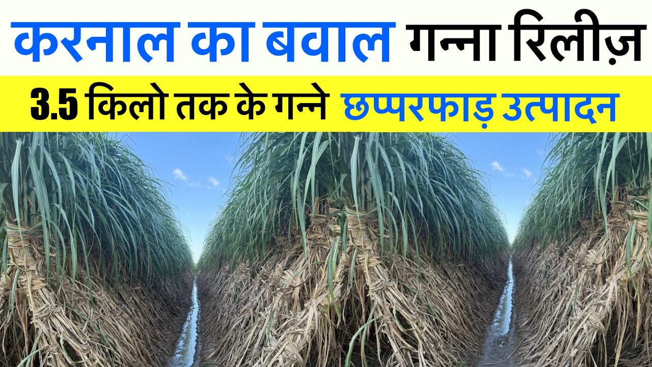 करनाल का बवाल गन्ना आ गया 3.5 किलो के गन्ने !उत्पादन में सारे रिकॉर्ड तोड़ेगा 