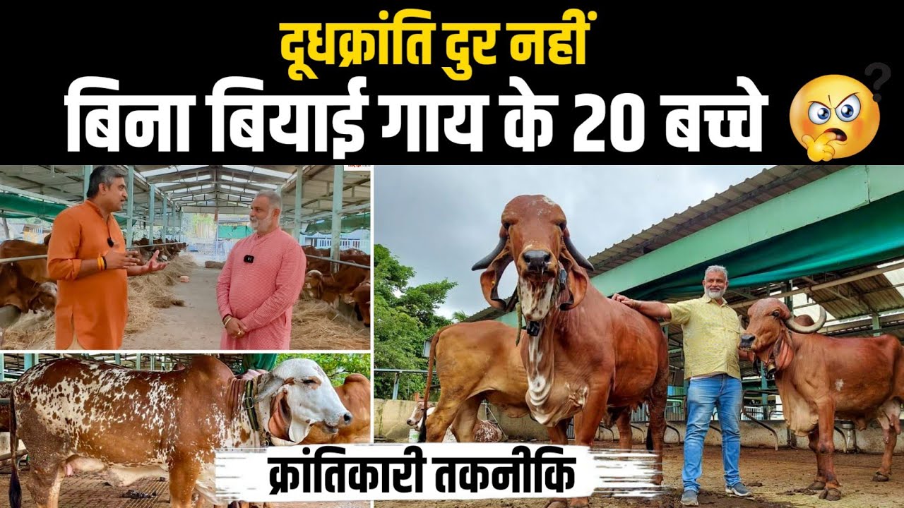 BMW और Mercedes में घूमने वाला गिर गोपालक👍 गोपाल रत्न रविशंकर सहस्त्रबुद्धे जी पुणे