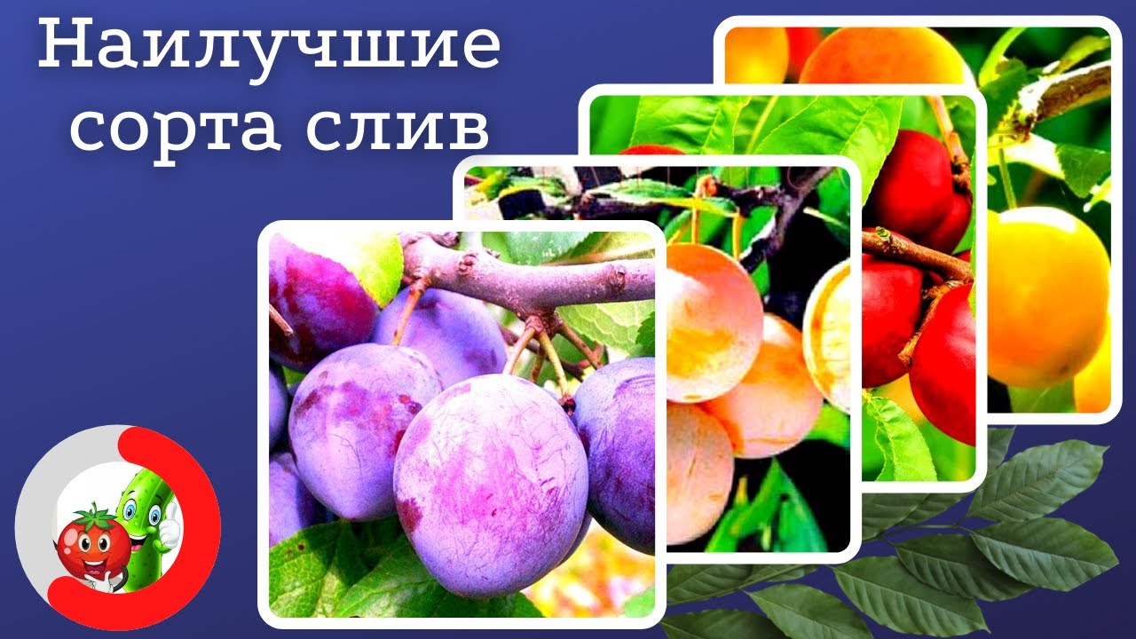 Самые лучшие сорта слив для средней полосы страны и Подмосковья.