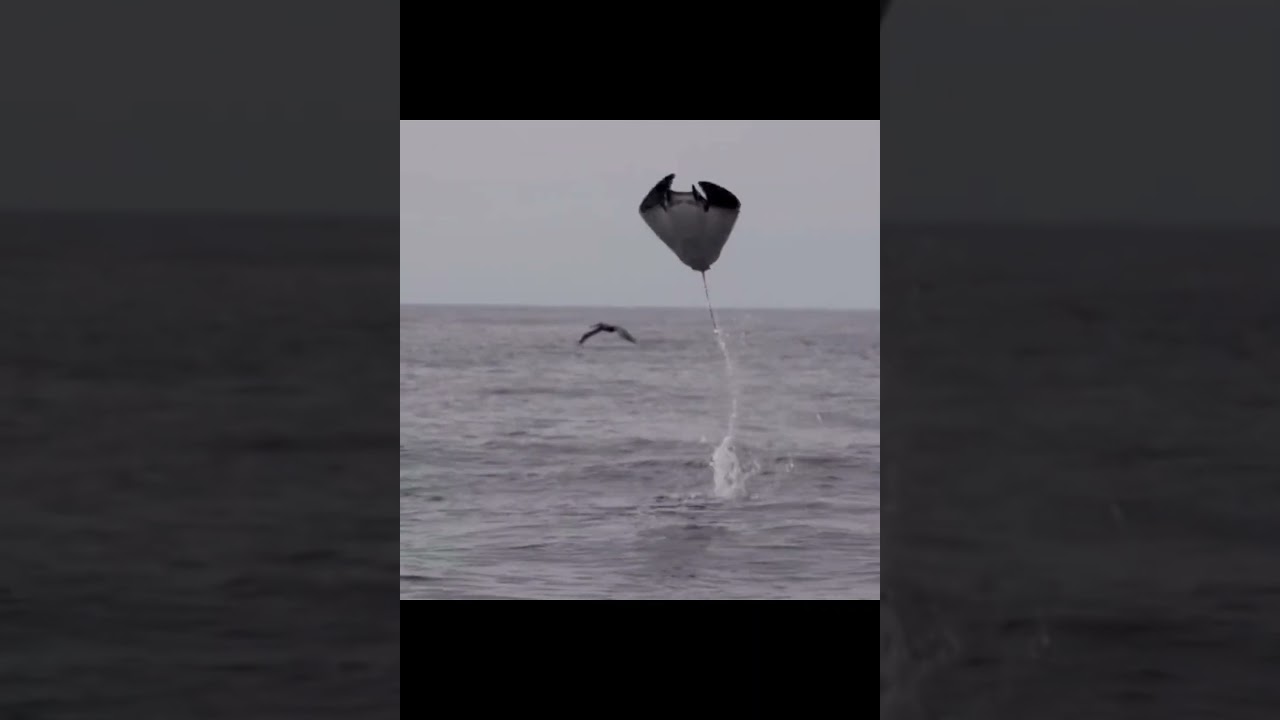 Raia jamanta voa bem alto  Manta ray fly Mantarochen fliegen hoch Ukulhas Thila Ari Atoll Maldivas