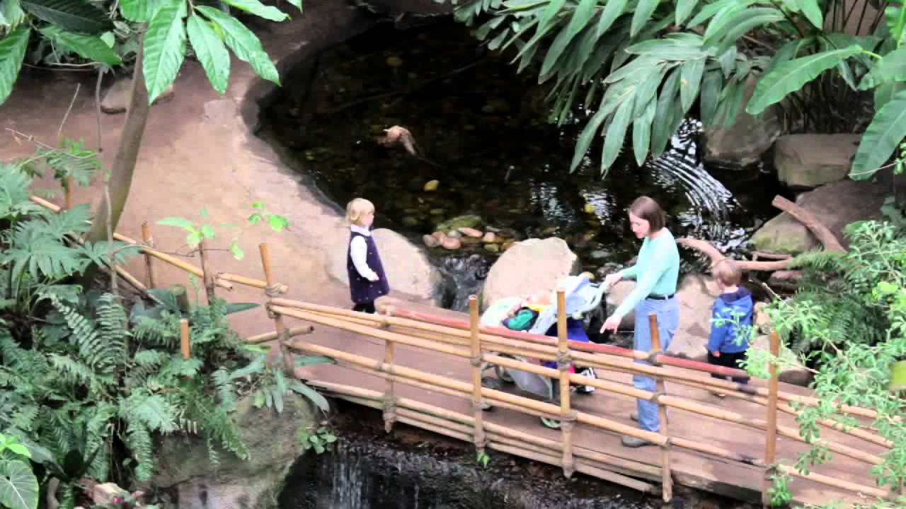The Lied Jungle