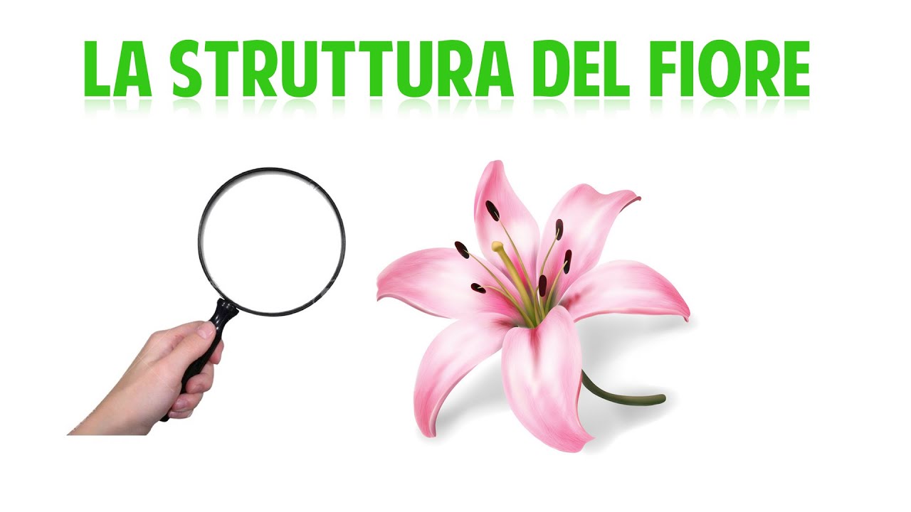 La struttura del fiore - videolezione di scienze