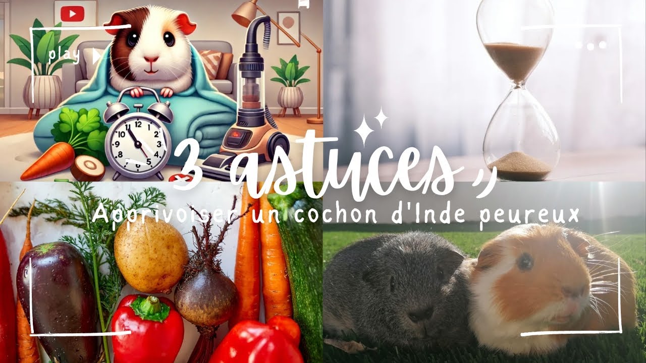 COMMENT APPRIVOISER UN COCHON D'INDE PEUREUX