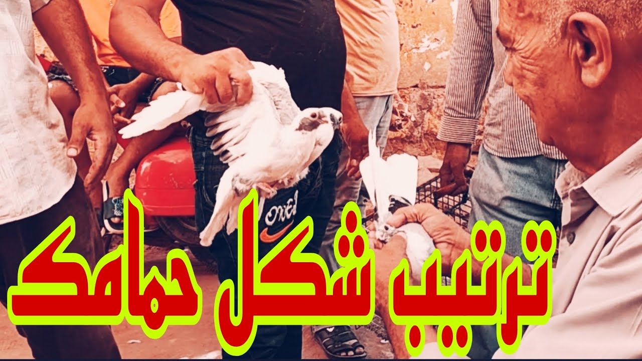 🔴 حمامك و هو سايب الناس تحكم عليك#الحمام_الغزار
