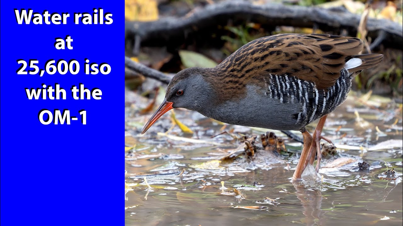 Water rail are very secretive birds. Slimbridge WWT offers one of the best places to film them.