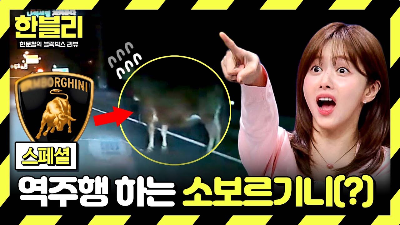 [스페셜] 역주행 슈퍼카의 정체는 소!? 도로 위 아찔한 동물 농장(?) | 한블리 (한문철의 블랙박스 리뷰) | JTBC 240806 방송
