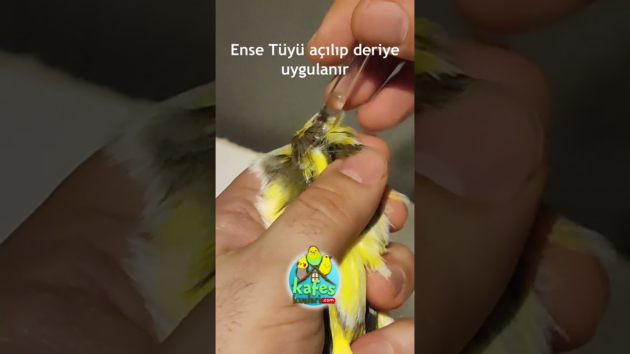 Ense Damlası Nasıl Yapılır? Dış parazit Uygulaması KafesKuslari.com #shorts