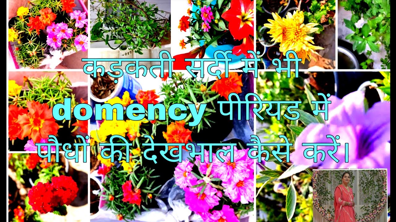  जनवरी की कड़कती सर्दी में भी domency पीरियड में गए पौधों को कैसे बचाएं