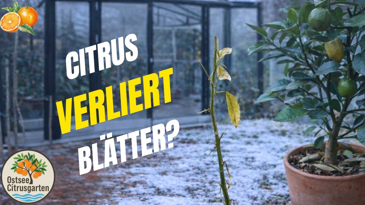 Warum Zitruspflanzen im Winter Blätter verlieren – Haus & Gewächshaus erklärt