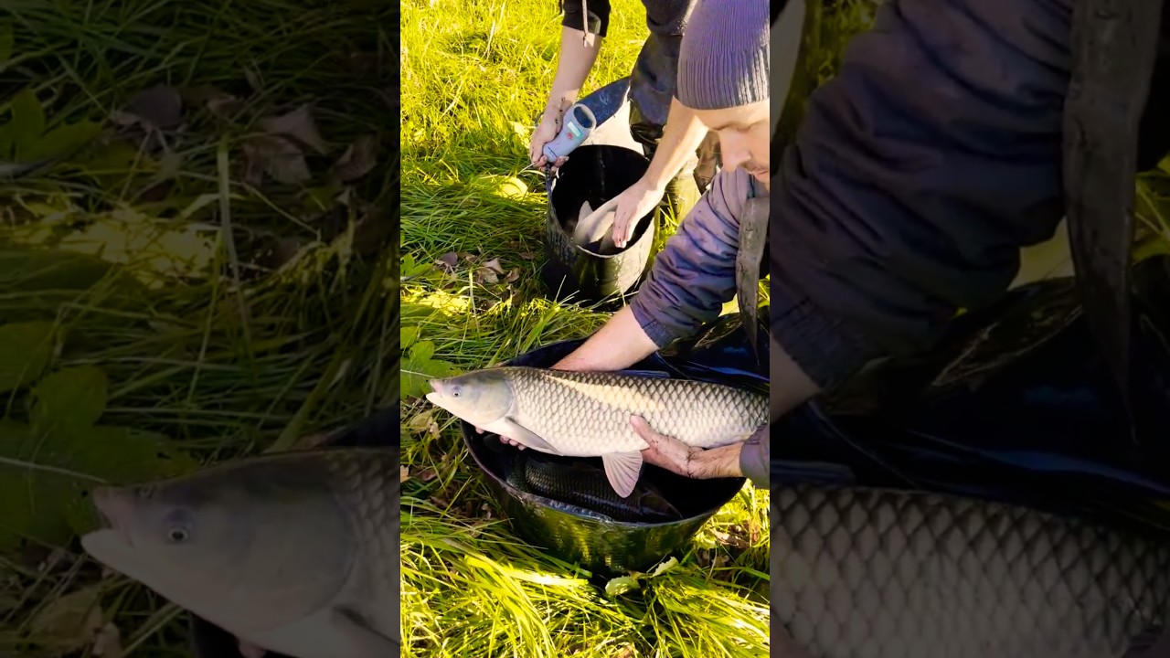 Grass carp or water cow 🐄  #fishing #fish #grasscarp #amur #carp #lake
