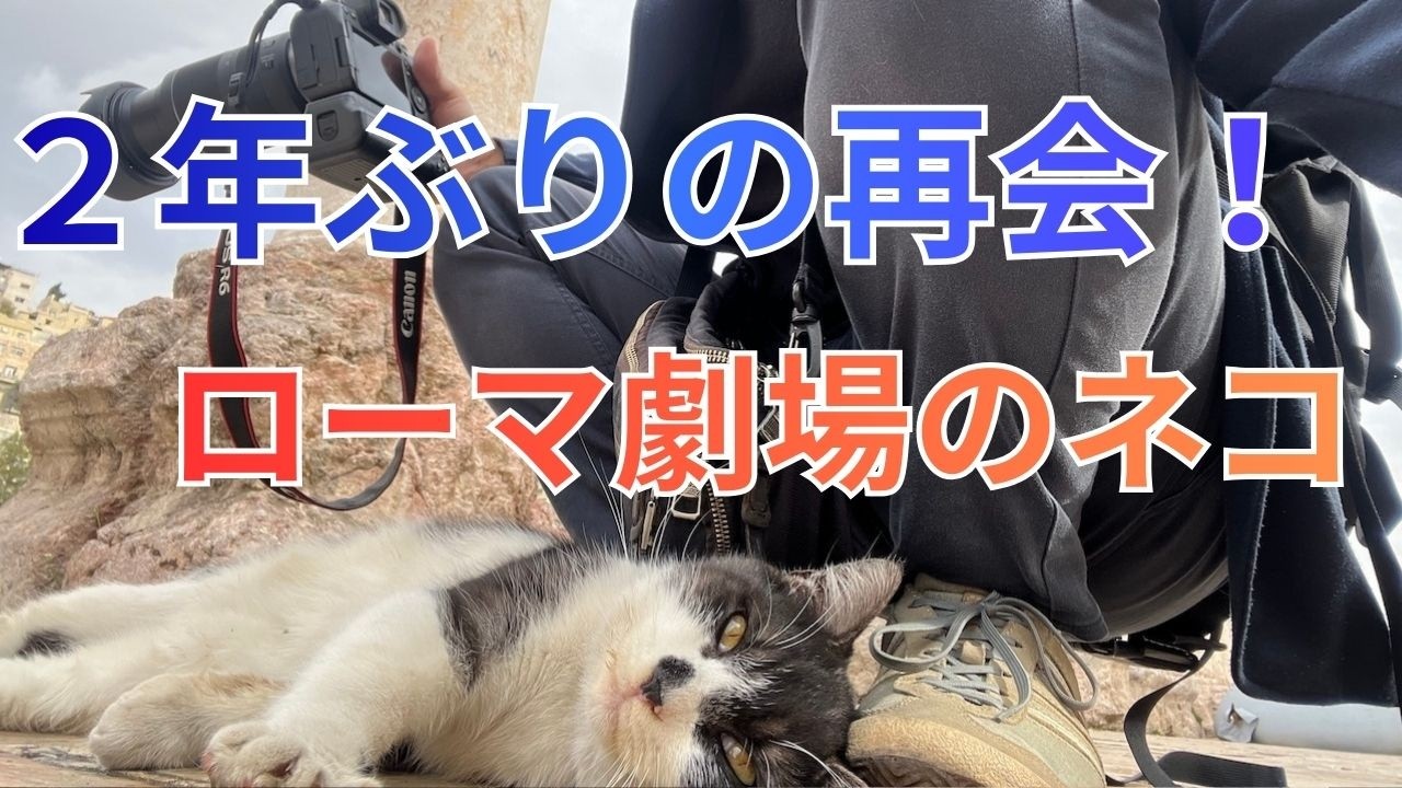 【奇跡の再会】　ローマ劇場のネコ　２月２２日ネコの日に