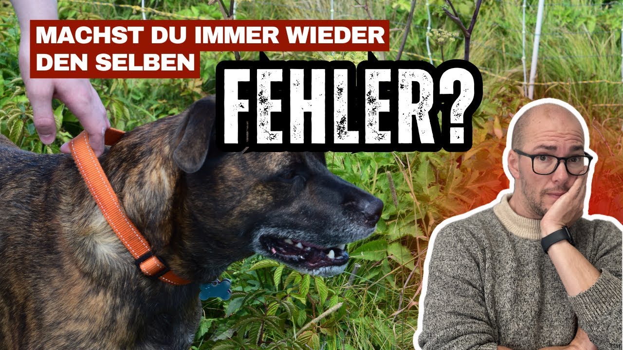 Grundregel missachtet: Deshalb wird dein Hund nicht gelassener.