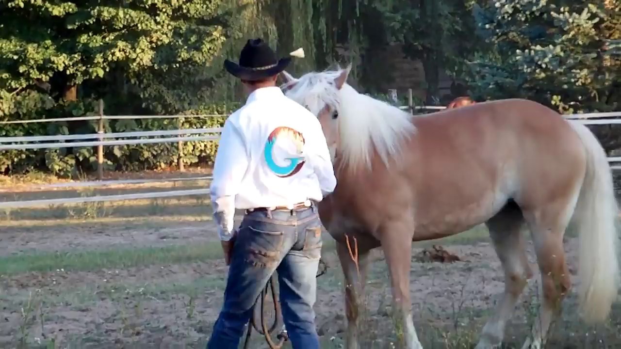Prendere il cavallo al paddock